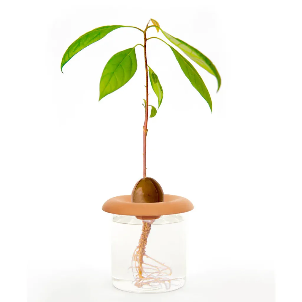 Kikkerland Kit Creativi | Base per Germinazione in Terracotta