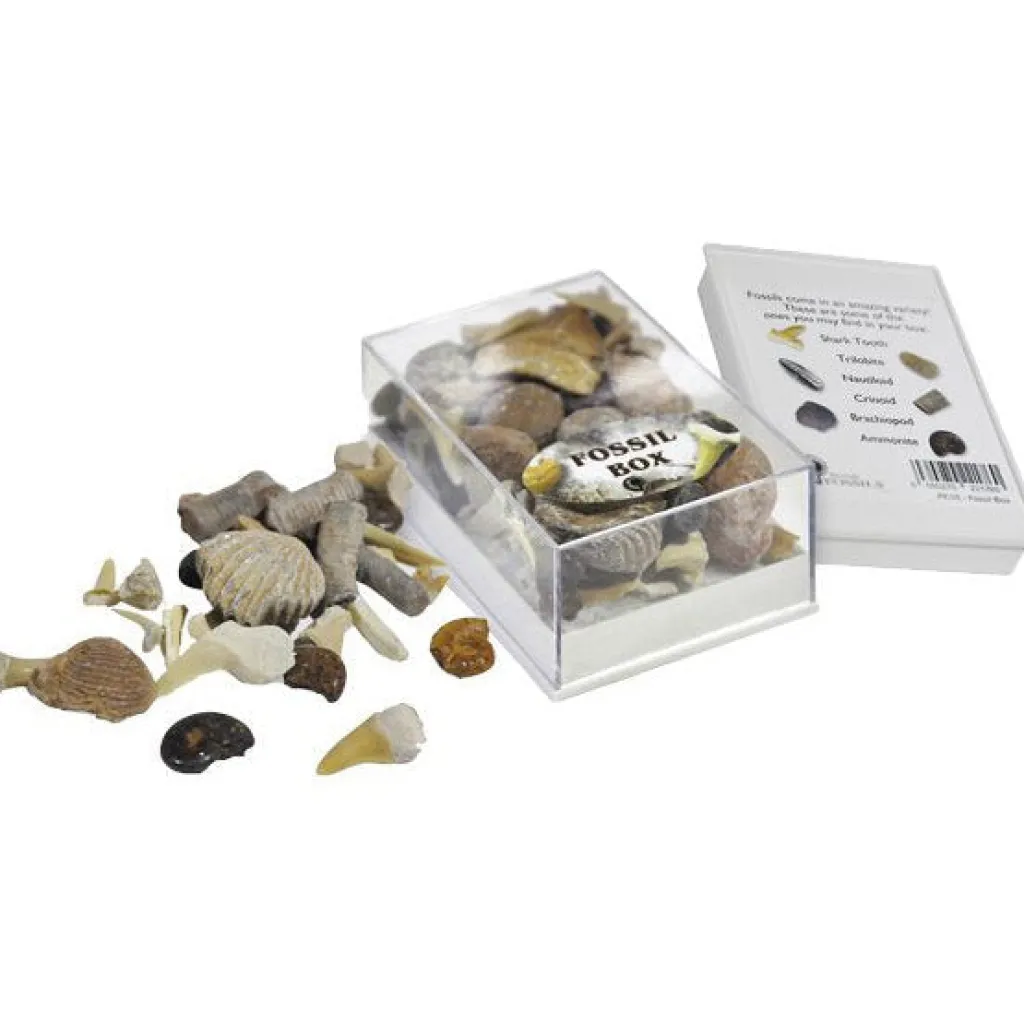 British Fossils Dinosauri | Loose Parts | Box di Fossili