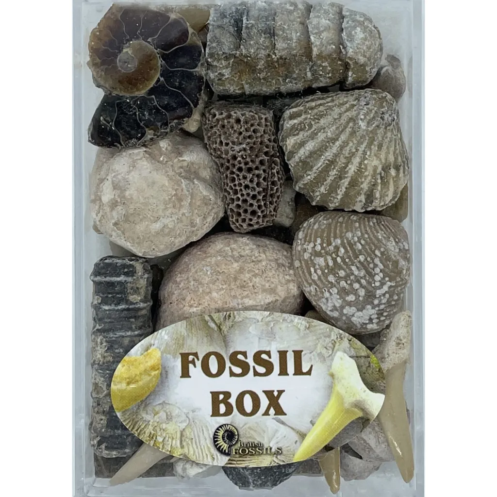 British Fossils Dinosauri | Loose Parts | Box di Fossili