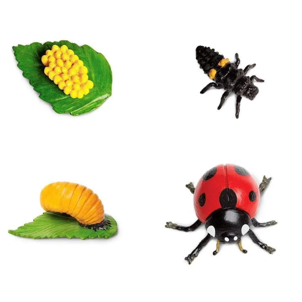 Safari LTD Pasqua | Primavera | Ciclo Vitale della Coccinella