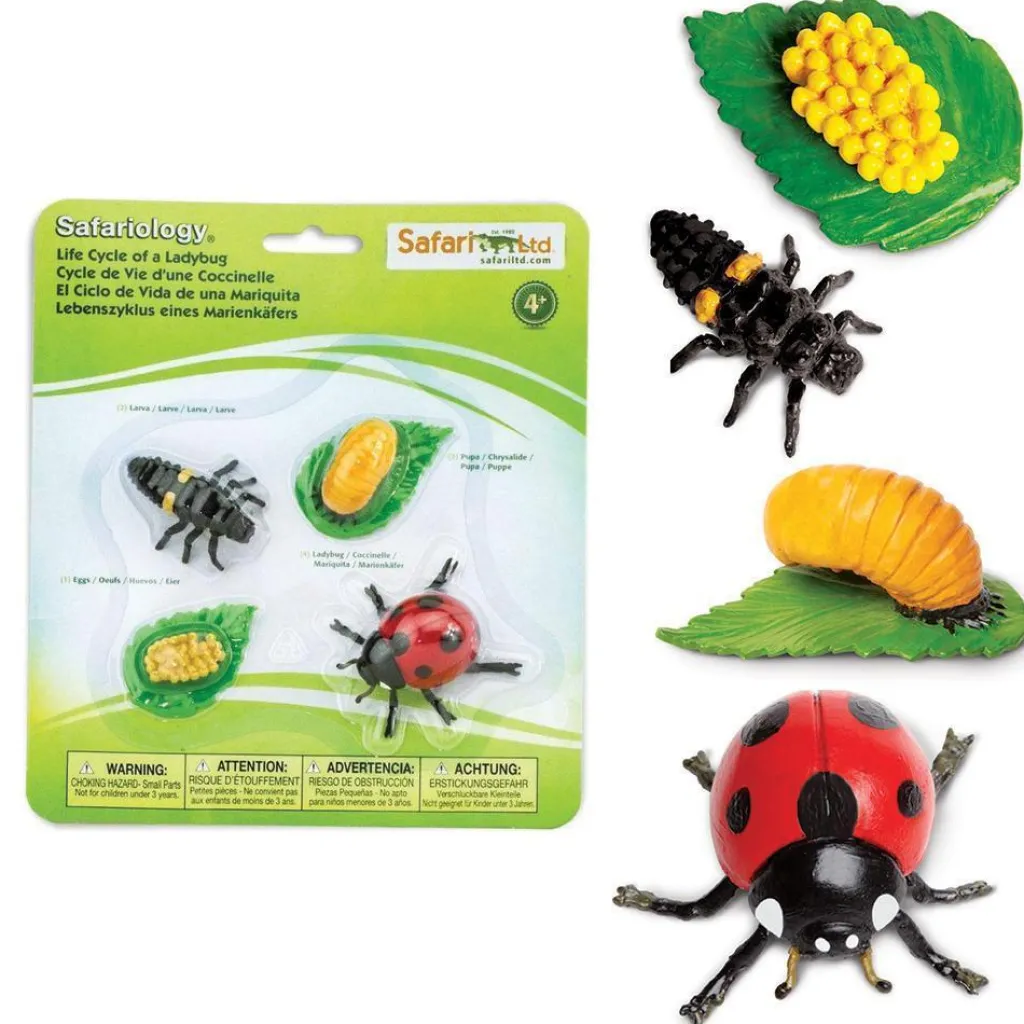 Safari LTD Pasqua | Primavera | Ciclo Vitale della Coccinella