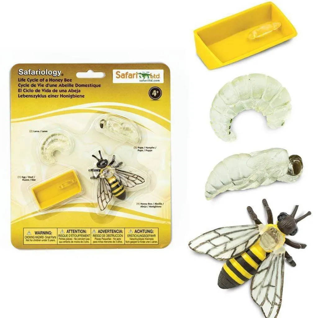 Safari LTD Insetti | Cicli Vitali | Ciclo Vitale dell'Ape Mellifera