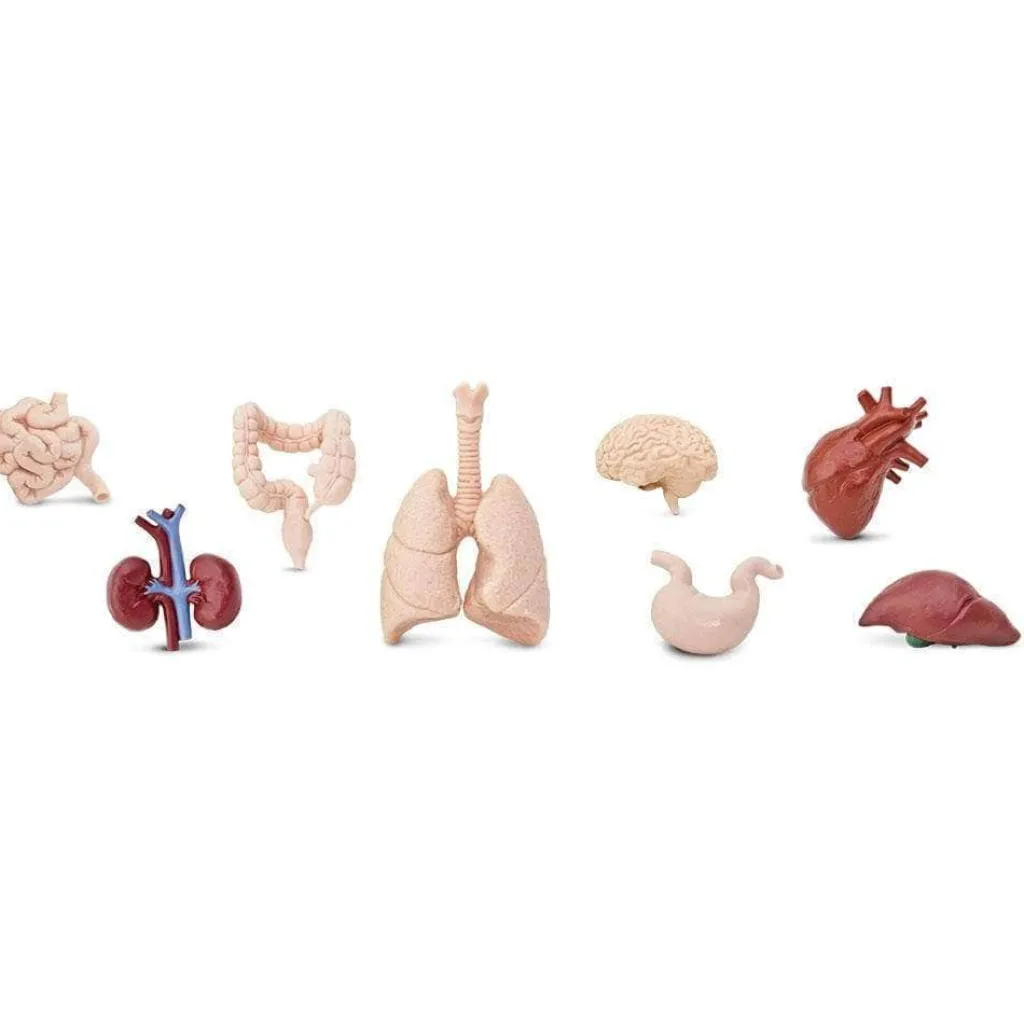 Safari LTD Corpo Umano | Confezione Tubo Organi Umani