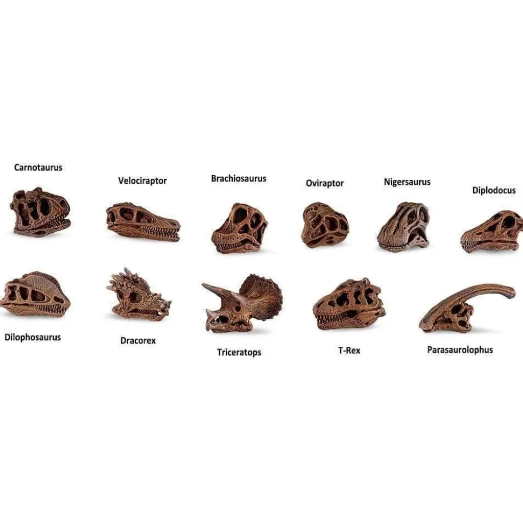 Safari LTD Dinosauri | Animali In Plastica | Confezione Tubo Teschi di Dinosauro LTD