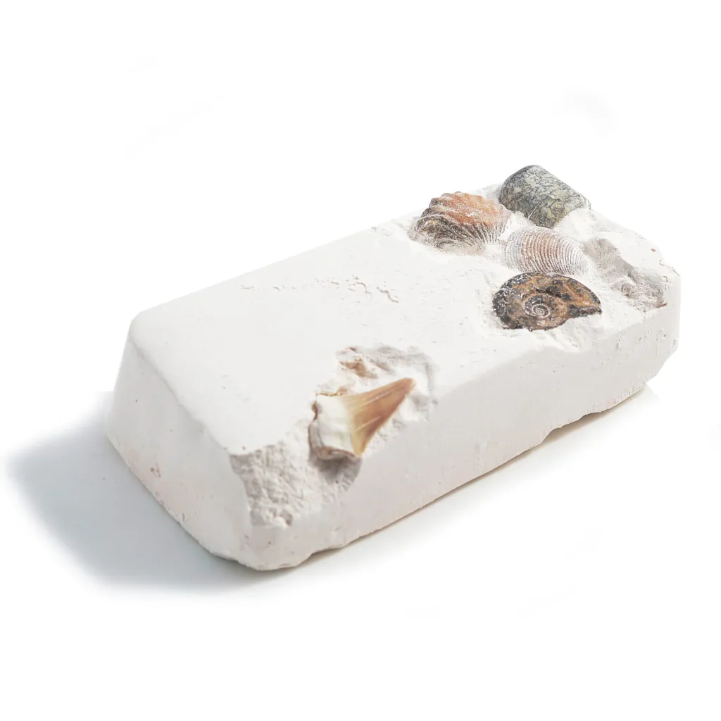 British Fossils Dinosauri | Fossili da scavare