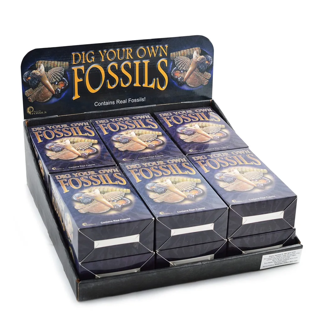 British Fossils Dinosauri | Fossili da scavare