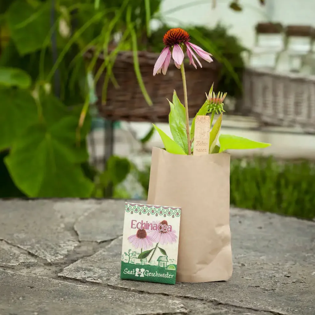 Die Stadtgärtner Pasqua | Primavera | Mini Giardino - Echinacea -