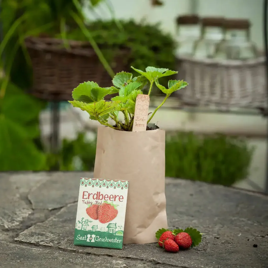 Die Stadtgärtner Pasqua | Primavera | Mini Giardino - Fragola Tubby Red -